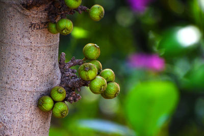 Close-up of fruits growing on tree