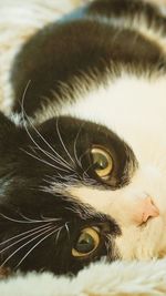 Close-up of cat