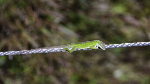 Close-up of lizard on rope