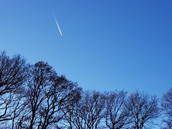 Low angle view of trees against blue sky