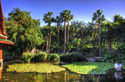 Scenic view of lake against trees in forest