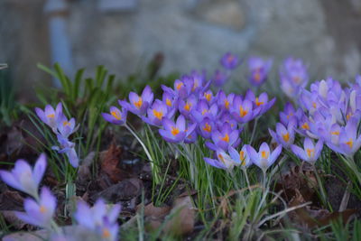 Close-up of purple crocus blooming outdoors