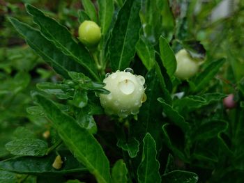 Close-up of raindrops on white flower