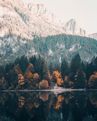 Scenic view of forest during autumn