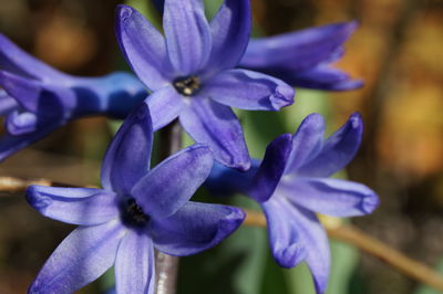 Close-up of purple flowers blooming outdoors