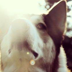 Close-up portrait of dog