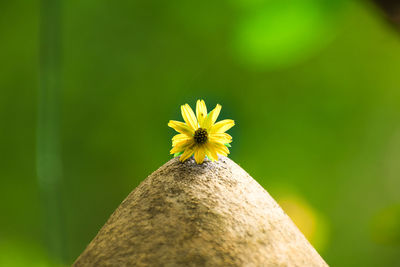 Close-up of yellow flowering plant