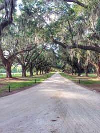 Empty road along trees