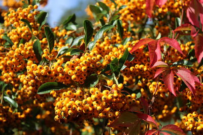 Close-up of yellow flowering plants