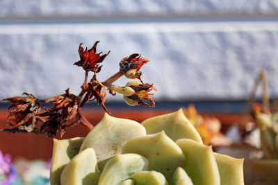 Close-up of red berries on plant