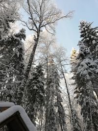 Low angle view of bare trees in forest during winter