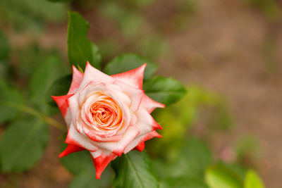 Close-up of pink rose