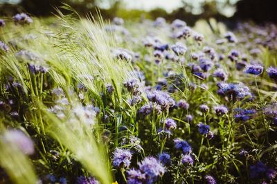 Close-up of purple flowering plants on field