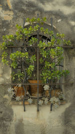 Potted plants on wall