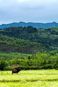 Cow on grassy field 