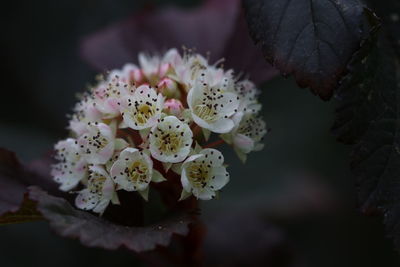 Close-up of cherry blossom