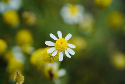 Close-up of white daisy flower