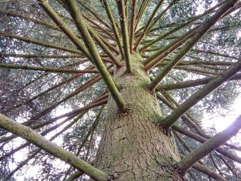 Low angle view of tree against sky