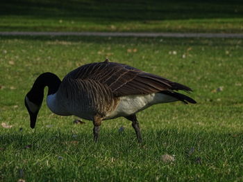 Side view of a bird on field