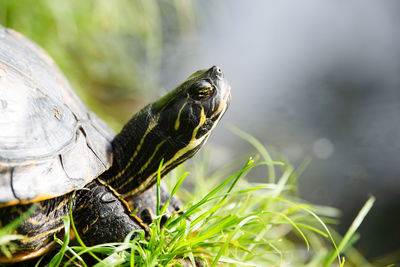 Yellow bellied eared turtle sitting on the riverbank of a pond, trachemys scripta, reptile