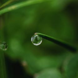 Close-up of water drop on leaf