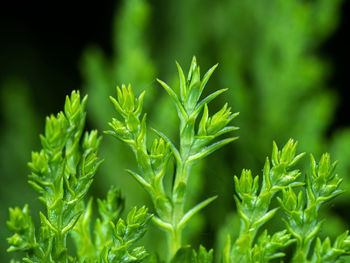 Close-up of fresh green plant in field