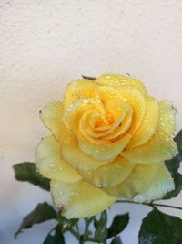 Close-up of wet rose