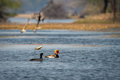 Ducks swimming in lake