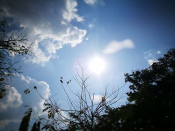 Low angle view of trees against sky