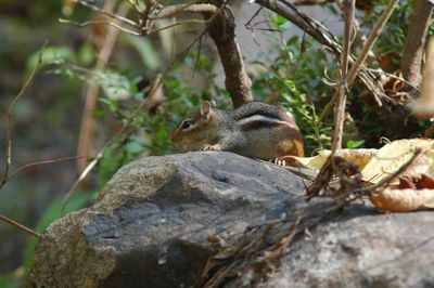 Chipmunk climbing on rocks
