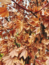 plant part