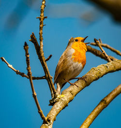 Low angle view of bird perching on branch