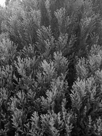 High angle view of pine trees in forest during winter