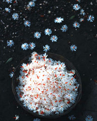 High angle view of white flowering plants