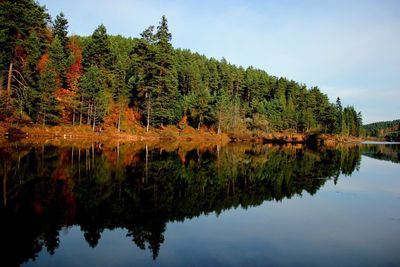 Scenic view of lake by trees in forest against sky