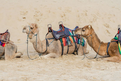 Horse cart on sand