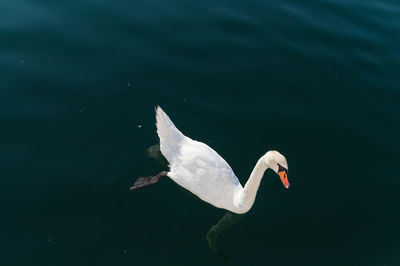 High angle view of swan swimming in lake