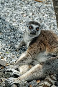 Portrait of monkey sitting on rock