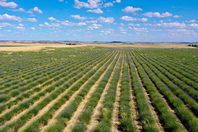 Scenic view of agricultural field against sky in tiedra, spain