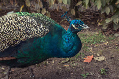 Side view of peacock on field