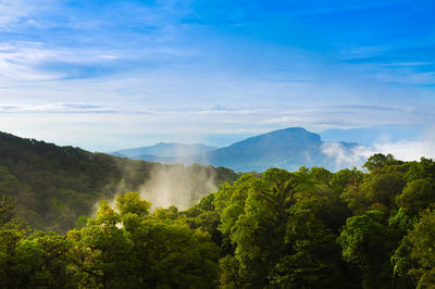 Mountains in clouds at sunrise in summer. aerial view of mountain peak with green trees in fog
