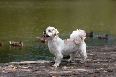 White dog in a lake