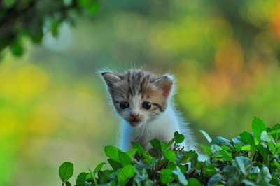 Portrait of kitten