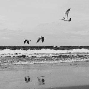 Seagull flying over sea