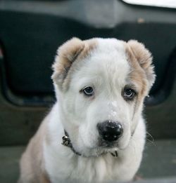 Close-up portrait of dog