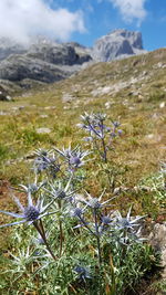 Close-up of flowering plant on field