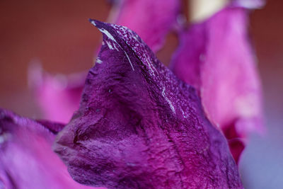 Close-up of wet purple flowering plant