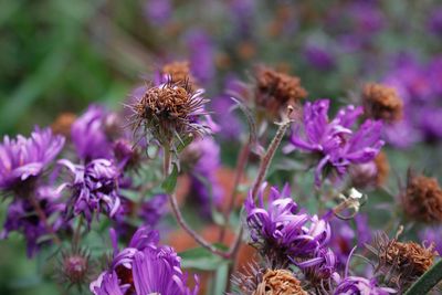 Close-up of purple flowering plants