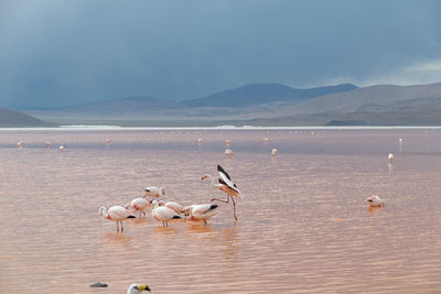 Birds on a lake