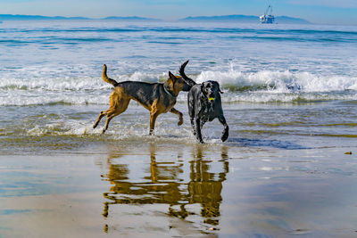 Dog on beach against sky